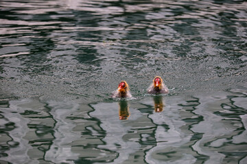 Two Coot Chicks Swimming on the Lake