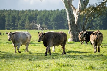 Australian wagyu cows grazing in a field on pasture. close up of a black angus cow eating grass in a paddock in springtime in australia