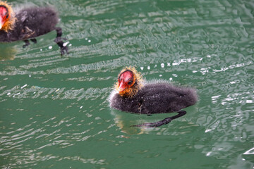 Coot Chick with Red Head Swimming on the Lake