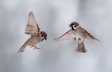 two small sparrow birds flap their wings and feathers and fight in flight in the new year's snow...