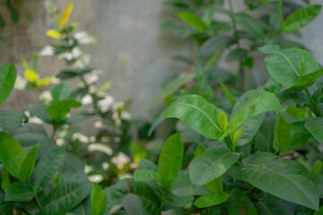 Green leaf of Saraca asoca on the domestic park. The photo is suitable to use for nature background flower poster and botanical content media.