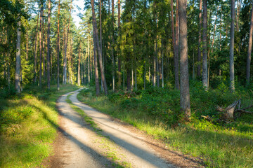 Fototapeta na wymiar Forest roads in the wilderness