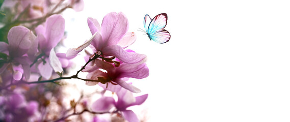 Spring background with blooming pink magnolia flowers and flying butterfly.