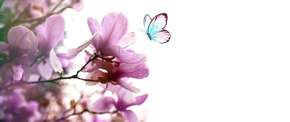 Foto op Plexiglas Spring background with blooming pink magnolia flowers and flying butterfly. © Belight