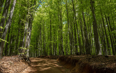A road passing through a dense beech forest in a sunny spring day. The trees and their leaves are...
