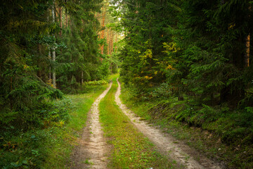 Forest roads in the wilderness