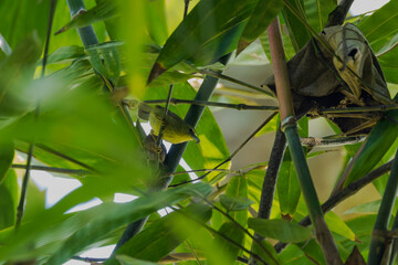 Pin-striped tit-babbler or Yellow-breasted babbler (Mixornis gularis) at Garbhanga WLS, Assam, India. 