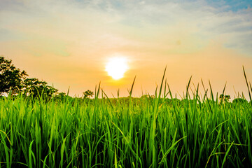 grass and sunset
