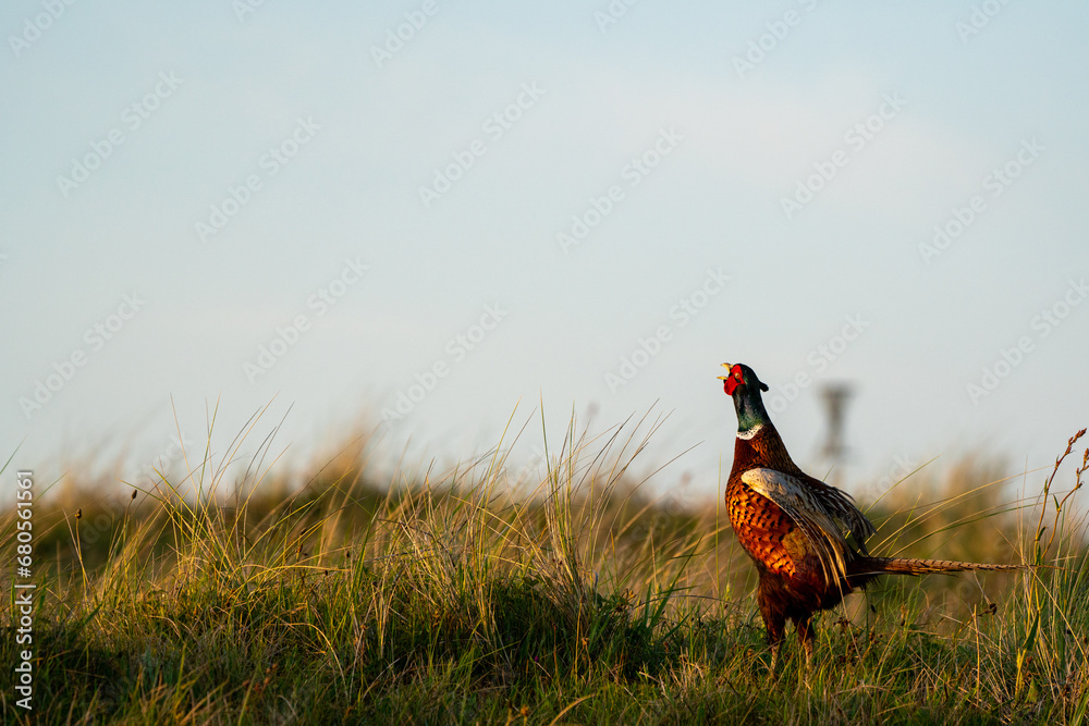 Sticker Calling pheasant on the field