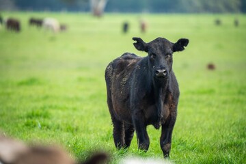 Regenerative Stud Angus, wagyu, Murray grey, Dairy and beef Cows and Bulls grazing on grass and pasture in a field. The animals are organic and free range, being grown on an agricultural farm	
