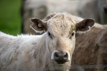 Australian cows grazing in a field on pasture. close up of a white murray grey cow eating grass in a paddock in springtime in australia