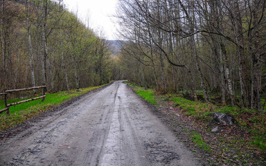 Fototapeta premium A road passing through a birch forest in a rainy spring day. The trees and their leaves are starting blooming. Luxuriant vegetation in Carpathia, Romania.