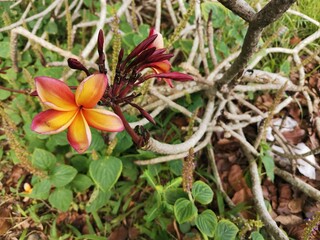 beautiful flower