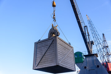 Crane holds a model of a crate containing a horse at the Port of Rotterdam, Netherlands