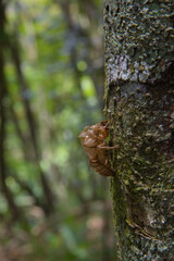 Obraz premium insect bark attached to the tree