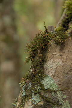 leaf mosses that have sporophytes