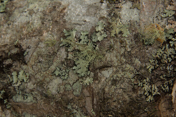 lichen on a tree