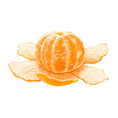 リアルなみかんのイラスト