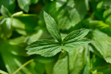 Carnic masterwort leaves