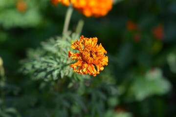 African marigold Kees Orange flower