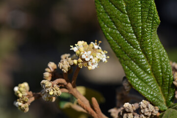 Wrinkled viburnum flowers
