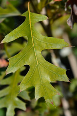 Nuttalls oak New Madrid leaf