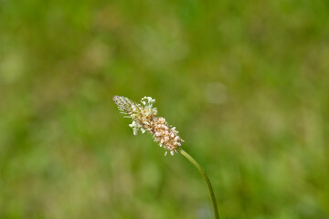 Ribwort Plantain flower