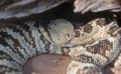 Detail of a Black-tailed rattlesnake