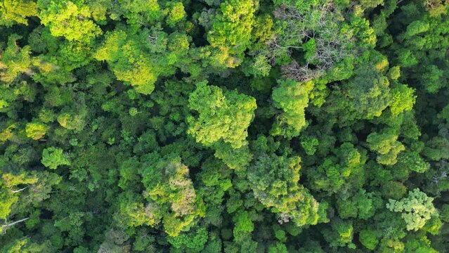 Drone footage: counterclockwise rotation over the canopy in the brazilian Amazon rainforest, perpendicular view
