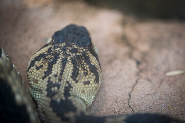 Detail of the head of a Black-tailed rattlesnake.