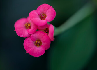 Detail of the pink flower of the Euphorbia plant.