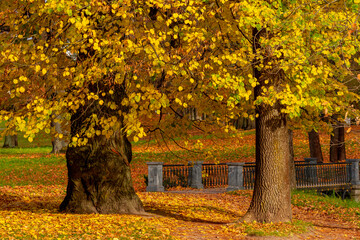 Catherine park in autumn foliage, Pushkin (Tsarskoe Selo), Saint Petersburg, Russia
