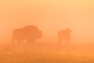 Fototapeta na wymiar European bison at sunrise - European bison