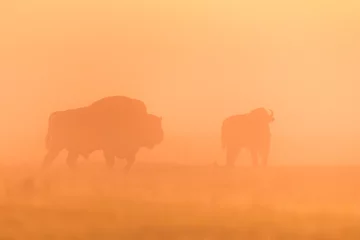 Schilderijen op glas European bison at sunrise - European bison © szczepank