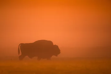 Photo sur Plexiglas Bison European bison at sunrise - European bison