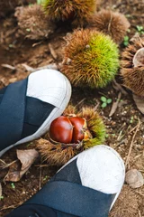Foto auf Leinwand 靴でいが栗を剥く　栗拾い  © Bonjour