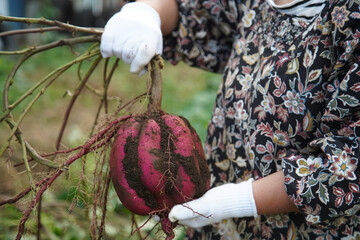 サツマイモを収穫する女性