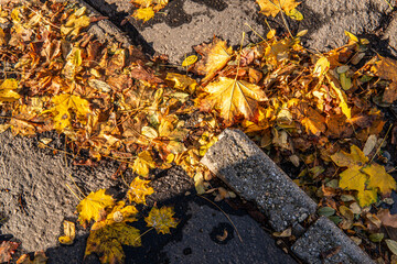 Autumn Leaves in Street