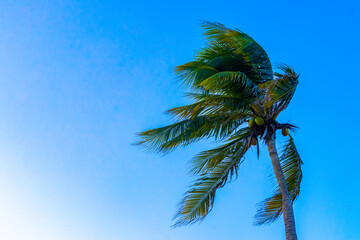 Tropical natural palm tree palms blue sky in Mexico.