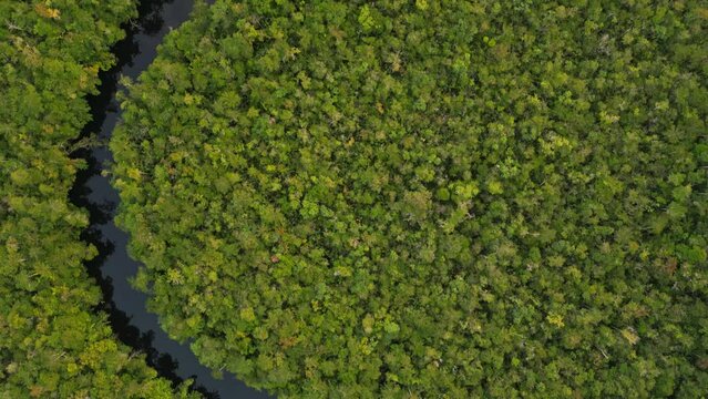 Perpendicular aerial view of a serene amazonian river cutting through untouched rainforest canopy