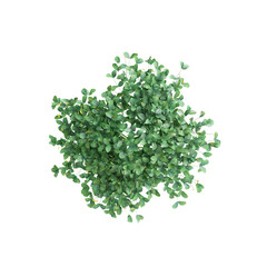 3d illustration of Arachis Pintoi bush isolated on transparent background, with top view