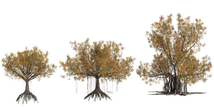 3d illustration of set Ficus Macrophylla tree isolated on transparent background