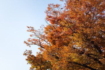 Bright red and orange tree leaf in autumn season. Natural background photo scene. Close-up and selective focus.