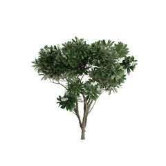 3d illustration of Plumeria Obtusa tree isolated on transparent background