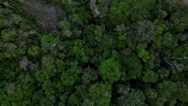 Aerial drone footage: Transition from pristine native forest to a timber storage yard in the brazilian Amazon rainforest