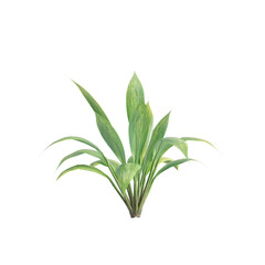 3d illustration of Capitulata Palm Grass isolated on transparent baclground
