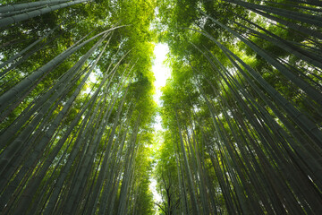 Tall bamboo tree plantation with sunlight as background at Arashiyama, the most famous tourist place in Kyoto, Japan. 