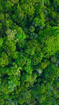Perpendicular aerial view of an area of untouched brazilian Amazon rainforest captured by drone