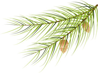 Christmas story time. Christmas tree branch with cones. Christmas and New Year vector composition.
