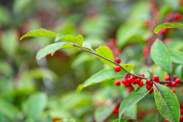 Japanese beautyberry or Callicarpa tree with vibrant red bush on the branch. Plantation in nature. Close-up and selective focus.	
